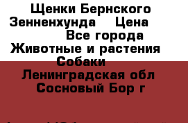 Щенки Бернского Зенненхунда  › Цена ­ 40 000 - Все города Животные и растения » Собаки   . Ленинградская обл.,Сосновый Бор г.
